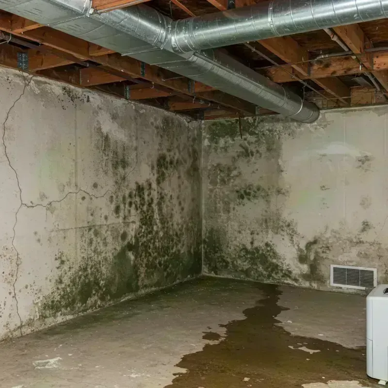 Professional Mold Removal in Thornton, CO